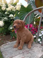 Hailey, a female Golden Retriever for sale in Owen, WI – 4 of 5