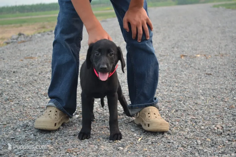 Pink Collar – Labrador Retriever puppy for sale in Owen, WI