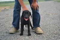 Pink Collar, a female Labrador Retriever for sale in Owen, WI – 1 of 1
