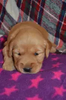 Mylie, a female Golden Retriever for sale in Owen, WI – 4 of 4