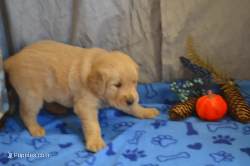 Mason – Golden Retriever puppy for sale in Owen, WI