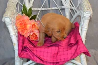 Bonnie, a female Golden Retriever for sale in Owen, WI – 3 of 5