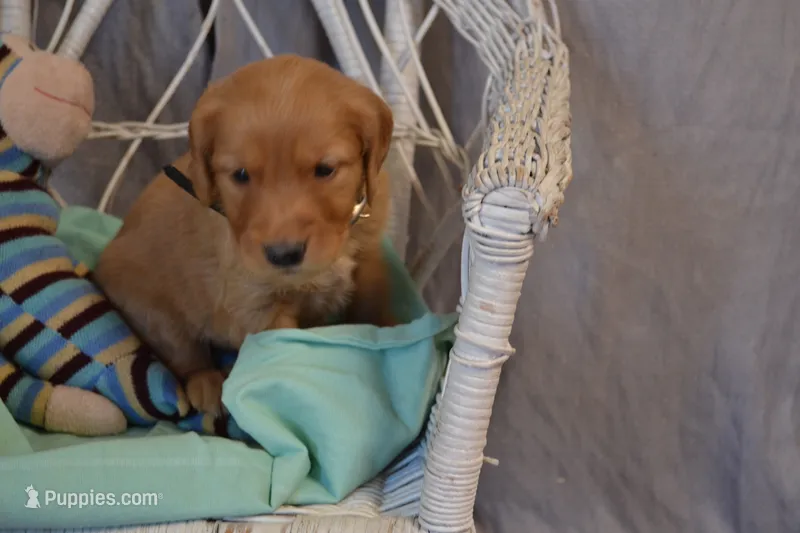 Bruno – Golden Retriever puppy for sale in Owen, WI