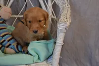 Bruno, a male Golden Retriever for sale in Owen, WI – 1 of 5