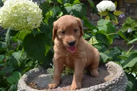 Harley, a male Golden Retriever for sale in Owen, WI – 3 of 7