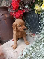 Breeze, a female Golden Retriever for sale in Owen, WI – 4 of 4