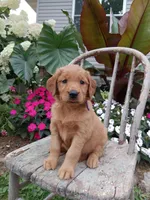 Heather, a female Golden Retriever for sale in Owen, WI – 2 of 6