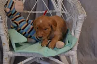 Buster, a male Golden Retriever for sale in Owen, WI – 2 of 6