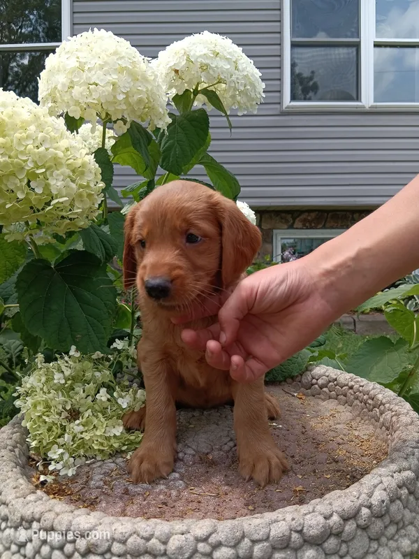 Howie – Golden Retriever puppy for sale in Owen, WI