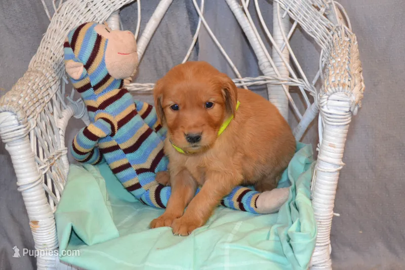 Benjie – Golden Retriever puppy for sale in Owen, WI