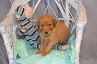 Benjie, a male Golden Retriever for sale in Owen, WI – 1 of 5