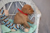 Buster, a male Golden Retriever for sale in Owen, WI – 6 of 6