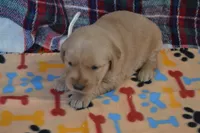 Marsha, a female Golden Retriever for sale in Owen, WI – 3 of 4