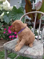 Heather, a female Golden Retriever for sale in Owen, WI – 6 of 6