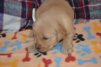Marsha, a female Golden Retriever for sale in Owen, WI – 4 of 4