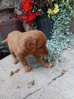 Breeze, a female Golden Retriever for sale in Owen, WI – 3 of 4