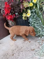 Bubbles, a female Golden Retriever for sale in Owen, WI – 3 of 4