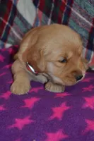 Mylie, a female Golden Retriever for sale in Owen, WI – 3 of 4