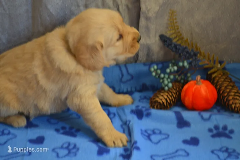 Max – Golden Retriever puppy for sale in Owen, WI