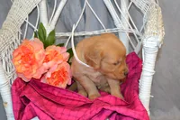 Bella, a female Golden Retriever for sale in Owen, WI – 5 of 5