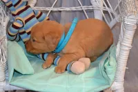 Baron, a male Golden Retriever for sale in Owen, WI – 3 of 5