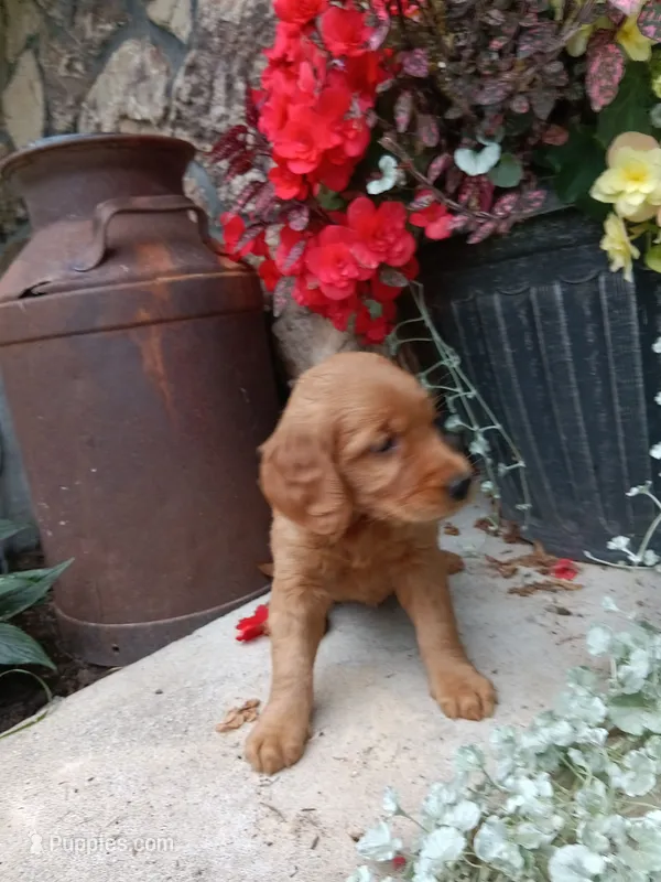 Breeze – Golden Retriever puppy for sale in Owen, WI