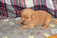 Mandy, a female Golden Retriever for sale in Owen, WI – 2 of 4