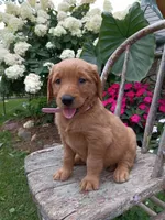 Hazel, a female Golden Retriever for sale in Owen, WI – 5 of 6