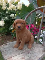 Hailey, a female Golden Retriever for sale in Owen, WI – 1 of 5