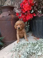 Bindi, a female Golden Retriever for sale in Owen, WI – 2 of 4