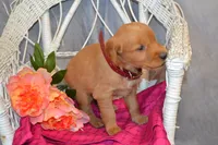 Bena, a female Golden Retriever for sale in Owen, WI – 5 of 5