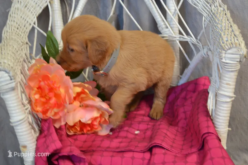 Bonnie – Golden Retriever puppy for sale in Owen, WI
