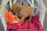Bonnie, a female Golden Retriever for sale in Owen, WI – 1 of 5
