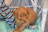 Benjie, a male Golden Retriever for sale in Owen, WI – 5 of 5