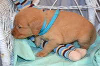 Baron, a male Golden Retriever for sale in Owen, WI – 5 of 5