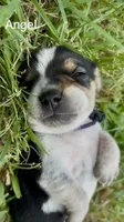 Angel, a female Beagle for sale in Marshall, AR – 3 of 3