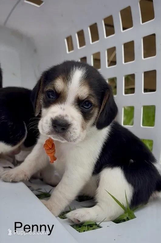 Penny – Beagle puppy for sale in Marshall, AR