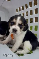 Penny, a female Beagle for sale in Marshall, AR – 1 of 1