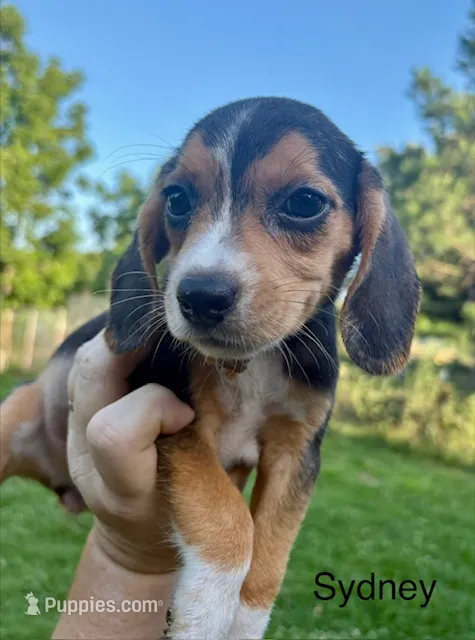 Sydney – Beagle puppy for sale in Marshall, AR
