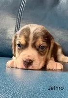 Jethro, a male Beagle for sale in Marshall, AR – 1 of 2