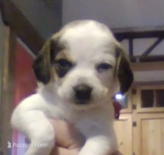 Lexi – Beagle puppy for sale in Marshall, AR