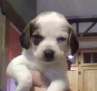 Lexi, a female Beagle for sale in Marshall, AR – 1 of 1