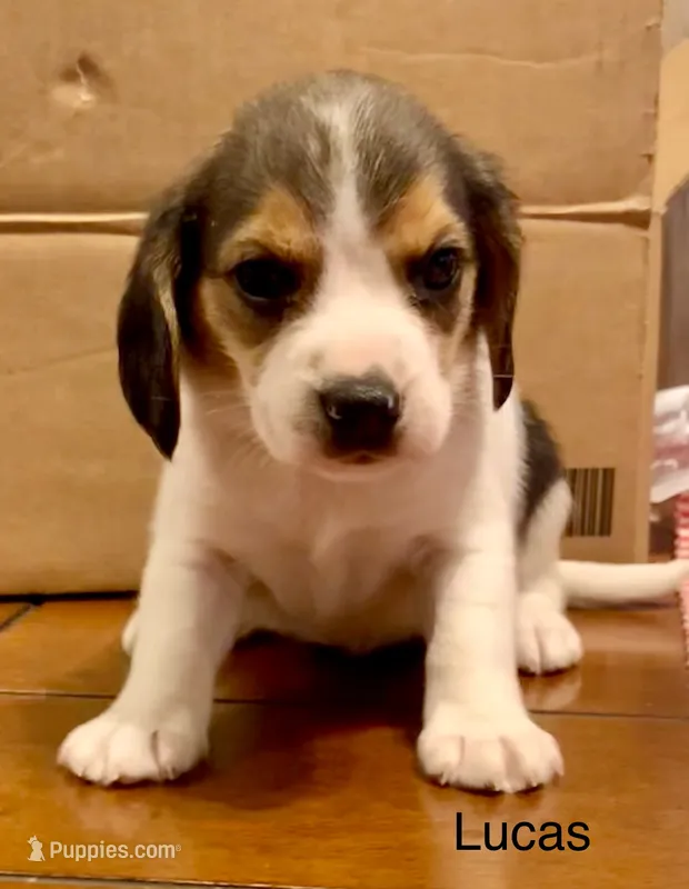 Lucas – Beagle puppy for sale in Marshall, AR