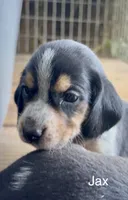 Jax, a male Beagle for sale in Marshall, AR – 4 of 4