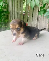 Sage, a female Beagle for sale in Marshall, AR – 2 of 2