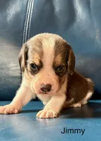 Jimmy, a male Beagle for sale in Marshall, AR – 2 of 2