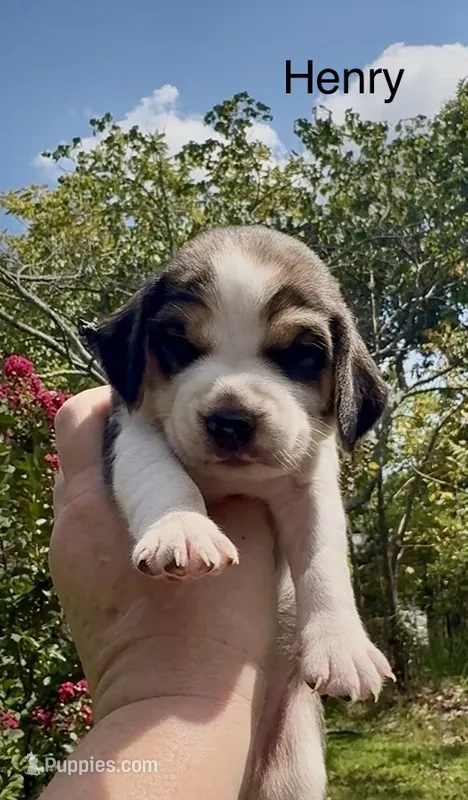 Henry – Beagle puppy for sale in Marshall, AR
