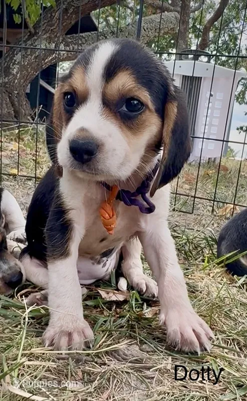 Dotty – Beagle puppy for sale in Marshall, AR