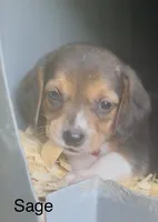 Sage, a female Beagle for sale in Marshall, AR – 2 of 4