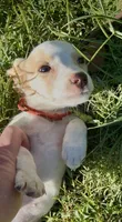 Cherry, a female Beagle for sale in Marshall, AR – 5 of 7